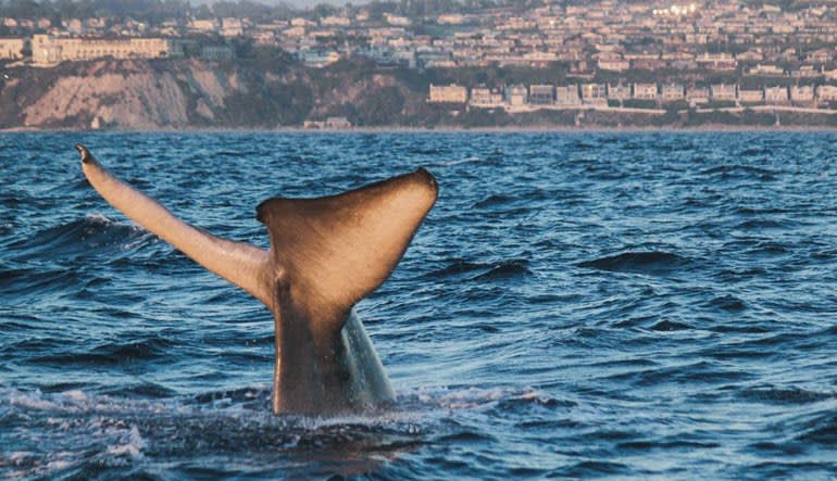 Zodiac Whale Watching Tour, Dana Point