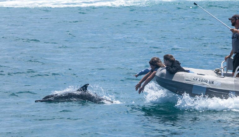 Zodiac Whale Watching Tour, Dana Point