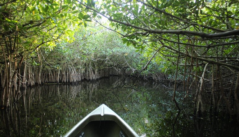 Kayak or Canoe Eco Tour, Mangrove Tunnel - 3 Hours