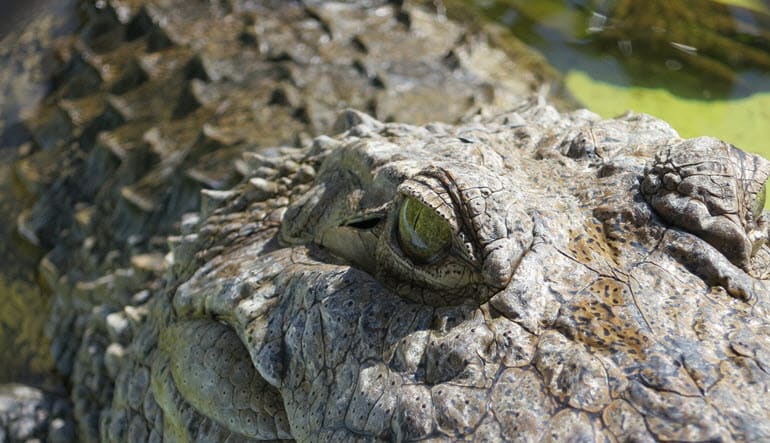 Everglades Airboat Tour Alligator