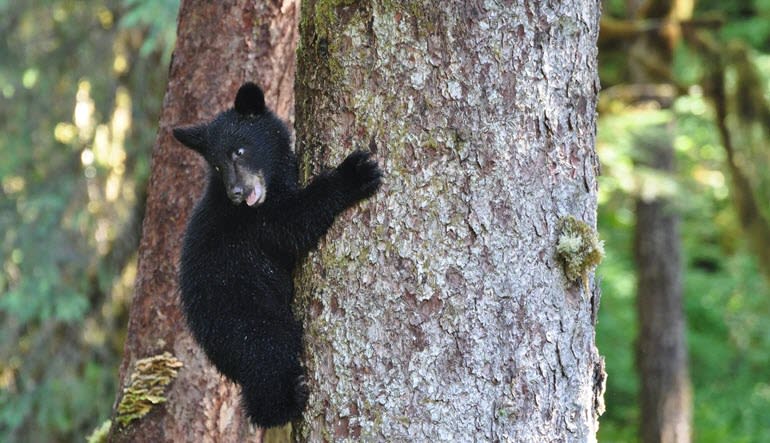 Ketchikan Black Bear Hiking Exploration