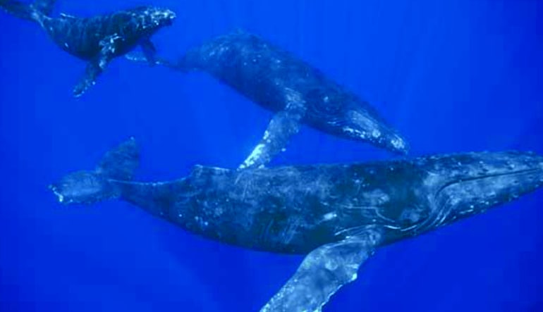 Whale Watching Tour Oahu, North Shore