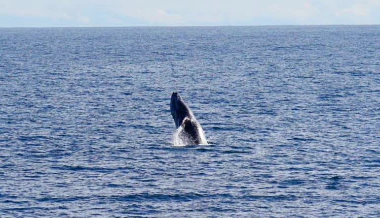 Summer Whale Watching Cruise San Diego - 4 Hours Whale