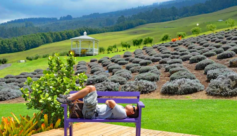 lavender tour maui