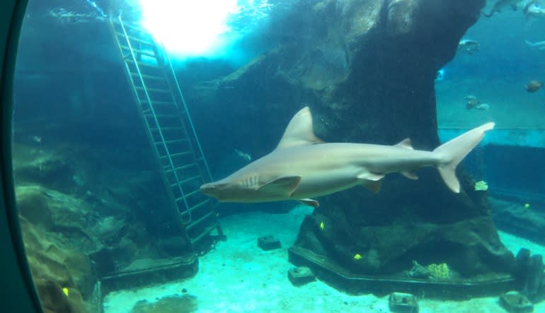 Shark Encounter Adventure Tour