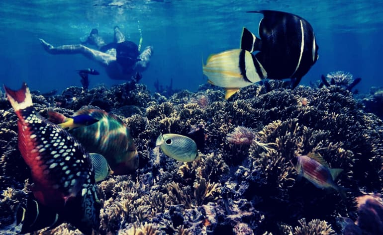 Key West Sunset Snorkel and Sail - 3 Hours