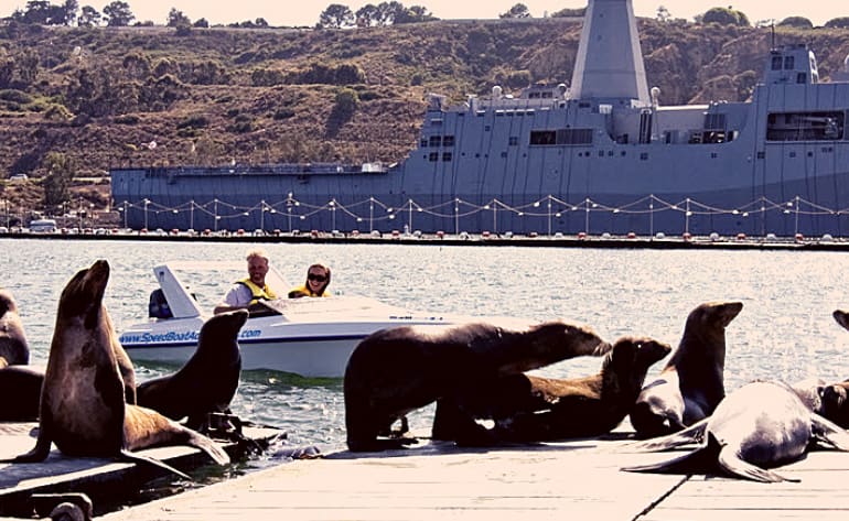 Where to See Seals in San Diego - San Diego Speed Boat Adventures