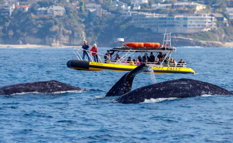 Ocean kayak adventure padding up close with dolphins, whales and