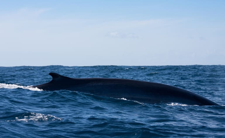 San Diego Whale Watching Tour Weekdays - 3.5 Hours