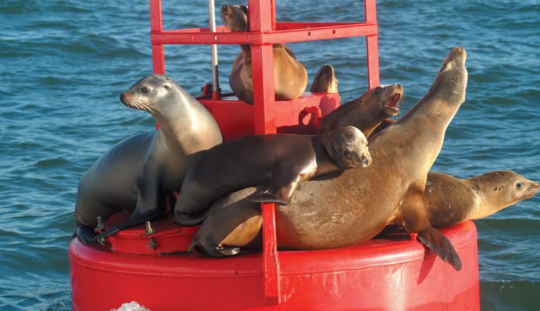 Harbor Cruise San Diego - 90 Minutes