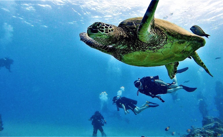 Oahu Scuba Diving, One Tank Reef Dive in Waikiki - 2 Hours