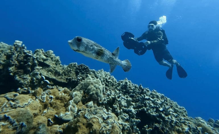 Oahu Scuba Diving, Two Tank Wreck and Reef Dive in Waikiki - 3 Hours