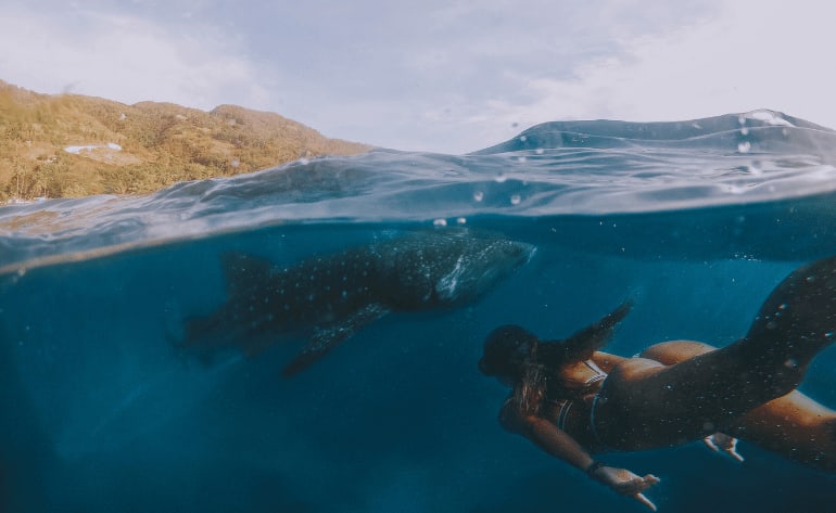 Baja California Whale Shark Snorkeling Adventure - 4 Days