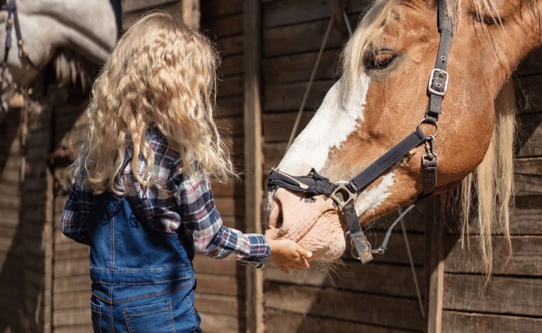 Interactive Barn Hand Experience, Orlando - 80 Mins