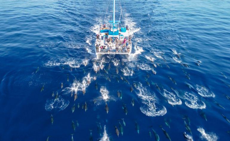 Image of Dolphin and Whale Watching Safari, Dana Point - 2.5 Hours