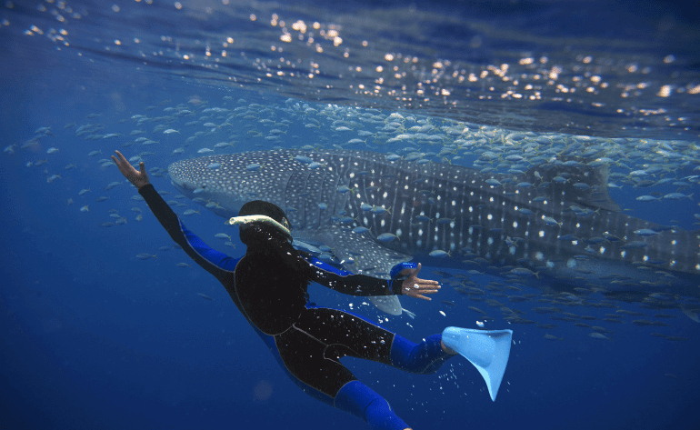 Image of Baja California Whale Shark Adventure - 4 Days