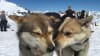 Dog Sled Ride Alaska Helicopter Flight Anchorage dog sledding