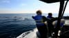 Whale and Dolphin Watching Tour, San Diego - 3 Hours