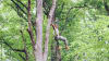 Zipline Treetop Adventure Woohoo