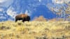 Jackson Hole Wildlife Full Day Safari Bison