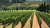 San Francisco Private Wine Tour, Sonoma Country Vineyards