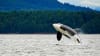 Whale Watching Adventure, Juneau - 3 Hours Killer Whale