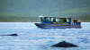 Whale Watching Adventure, Juneau - 3 Hours Boat