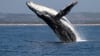 Private Whale Watch Eco Tour - 2 hours