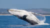 San Diego Whale Watching Tour Weekdays - 3.5 Hours