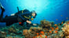 Private Scuba Diving Charter, Waikiki (Up to 21 Guests!)