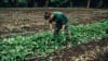 Oahu Malama Gardening Experience, Kualoa Ranch - 2 Hours