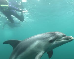 Swim With Dolphins & Seals - Mornington Peninsula