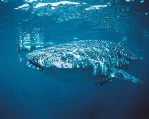 Swim With Whale Sharks Exmouth With Adrenaline Ningaloo Reef