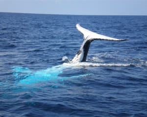 Whale Watching Jervis Bay, NSW - Adrenaline