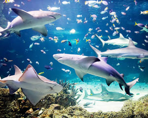 SEA LIFE Sydney Aquarium Entry