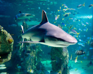 Shark Reef Snorkel at SEA LIFE Sydney Aquarium