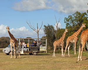 Werribee Open Range Zoo Off Road Safari and Admission - Melbourne