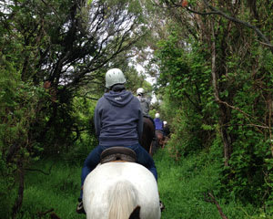 Horse Riding Experiences At Adrenaline From Beach To Bush