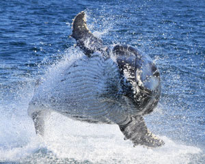 Whale Watching Sydney