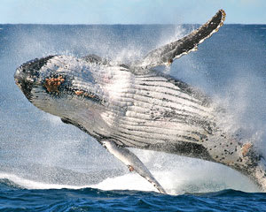 Whale Watching Sydney SPECIAL OFFER BETTER THAN 2-FOR-1