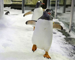 SEA LIFE Melbourne Aquarium – Penguin Passport