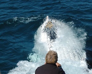 Whale Watching Experience - Coffs Harbour - Adrenaline