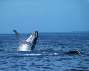 Scenic Whale Watching Cruise - South Gippsland