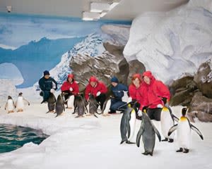 Penguins Antarctic Adventure Sea World