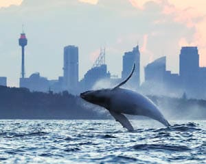 Extreme Whale Watching Safari, Whale Sighting Guarantee - Manly