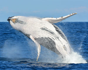 Whale Watching VIP Captain's Lounge - Fremantle, Perth