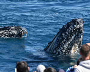 Whale Watching Cruise - Fremantle