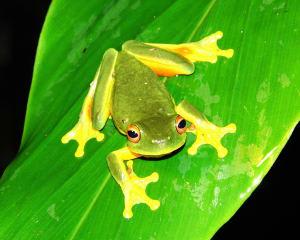 Afternoon and Night Rainforest Wildlife Spotting Tour