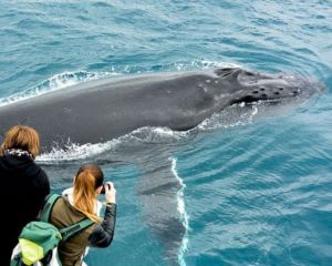 Whale Watching Cruise, 2 Hours - Augusta, WA