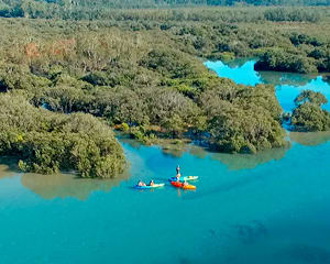 Guided Wildlife Tour in Glass Bottom Kayak